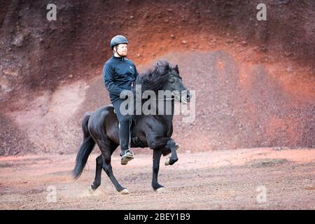 Cheval islandais. Cavalier sur l'étalon noir, exécutant un épeautre. Islande Banque D'Images