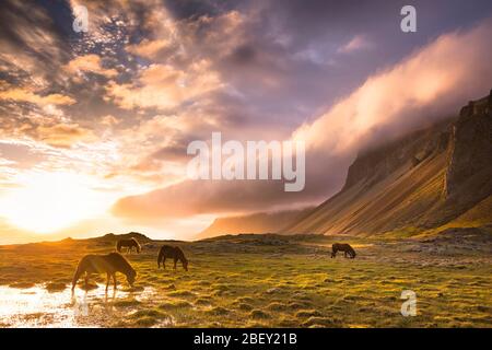 Cheval islandais. Les chevaux de la baie paissent dans le paysage montagneux de l'Islande au coucher du soleil Banque D'Images