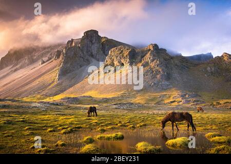 Cheval islandais. Les chevaux de foin paissent dans le paysage montagneux de l'Islande au coucher du soleil Banque D'Images