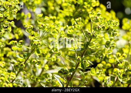 Euphorbia martini x 'Rainbow' Ascot Banque D'Images