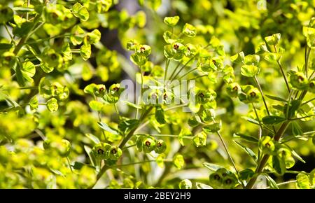 Euphorbia martini x 'Rainbow' Ascot Banque D'Images