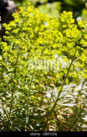 Euphorbia martini x 'Rainbow' Ascot Banque D'Images