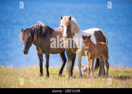 Cheval islandais. Deux mares et un poulain debout sur un pré près de la côte. Islande Banque D'Images