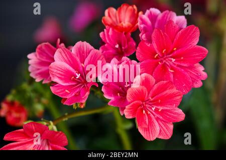 Lewisia ‘Safira Rouge’ Banque D'Images