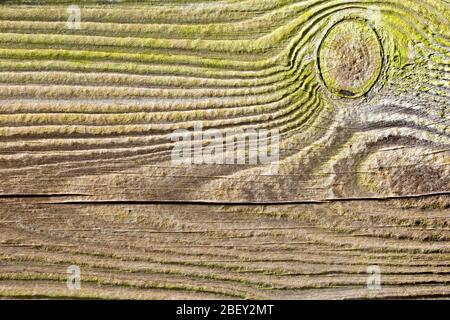 Détail étroit du grain dans une vieille planche de bois à l'eau. Banque D'Images