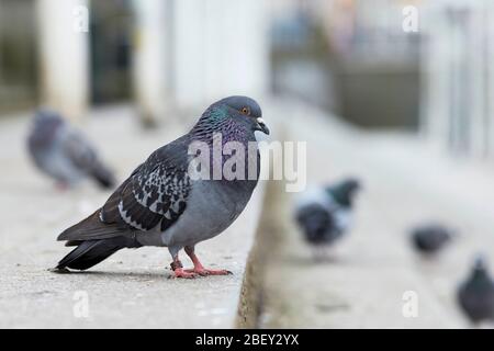 Pigeon feral (Columba livia domestica). Oiseaux adultes dans la ville de Hambourg, Allemagne Banque D'Images