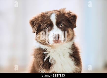 Berger australien. Portrait d'un chiot. Allemagne Banque D'Images