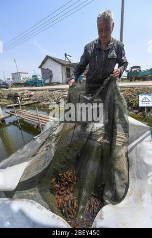 (200416) -- CHANGXING, 16 avril 2020 (Xinhua) -- UN villageois affiche l'écrevisse dans une ferme de poissons avec panneaux photovoltaïques installés à la surface dans le village de Gulong du comté de Changxing, dans la province de Zhejiang en Chine orientale, 16 avril 2020. La ferme piscicole, qui couvre une superficie de 500 um (environ 33,3 hectares), est utilisée pour élever le poisson et, en même temps, pour produire de l'électricité après l'installation de panneaux photovoltaïques sur sa surface. Générant plus de 20 millions de kilowattheures d'électricité par an, l'application de panneaux photovoltaïques peut générer un chiffre d'affaires de plus de 10 millions de yuans (environ 1,41 million d) Banque D'Images