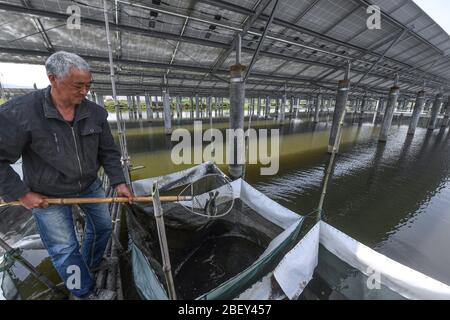 (200416) -- CHANGXING, 16 avril 2020 (Xinhua) -- UN villageois affiche les basses dans une ferme de poissons avec panneaux photovoltaïques installés à la surface dans le village de Gulong, dans le comté de Changxing, dans la province de Zhejiang en Chine orientale, 16 avril 2020. La ferme piscicole, qui couvre une superficie de 500 um (environ 33,3 hectares), est utilisée pour élever le poisson et, en même temps, pour produire de l'électricité après l'installation de panneaux photovoltaïques sur sa surface. Générant plus de 20 millions de kilowattheures d'électricité par an, l'application de panneaux photovoltaïques peut générer un chiffre d'affaires de plus de 10 millions de yuans (environ 1,41 million d) Banque D'Images