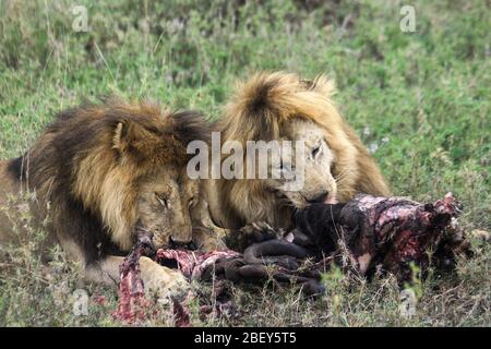 deux jeunes lions avec une carcasse de zèbre chassé. Photographié au Parc National du Serengeti, Tanzanie Banque D'Images