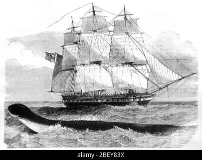 Serpent de la mer géante vu pour la première fois par le navire de guerre britannique HMS Daedalus (1826) en 1848 par le capitaine McQuhae et l'équipage du navire entre le Cap de bon espoir et Saint Helana. La créature de la mer a depuis été identifiée comme une baleine à fanons. Vintage ou ancienne illustration ou gravure 1888 Banque D'Images