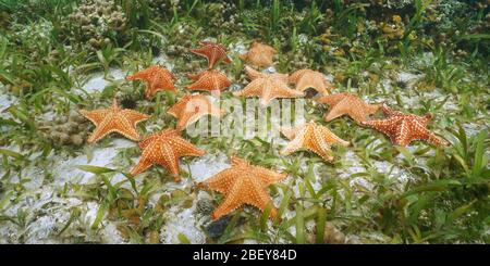 Groupe de poissons de mer sous l'eau, étoile de mer coussin, Oreaster reticulatus, mer des Caraïbes Banque D'Images