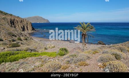 Espagne côte méditerranéenne en Andalousie, petite plage rocheuse avec palmier, parc naturel de Cabo de Gata Nijar, Cala de los toros, Almeria Banque D'Images