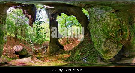 Vue panoramique à 360° de Intérieur du creux d'un arbre vivant (360VR)