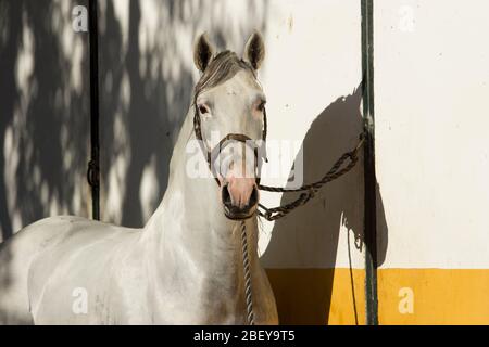 Beau portrait d'une étalon blanc de carthusian avec vitiligo Banque D'Images