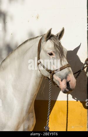 Beau portrait d'une étalon blanc de carthusian avec vitiligo Banque D'Images