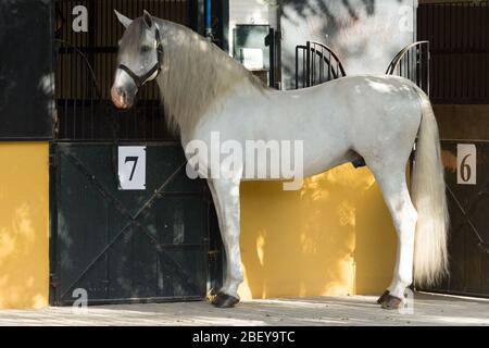 Magnifique portrait d'un cheval blanc d'étalon espagnol dans l'écurie Banque D'Images