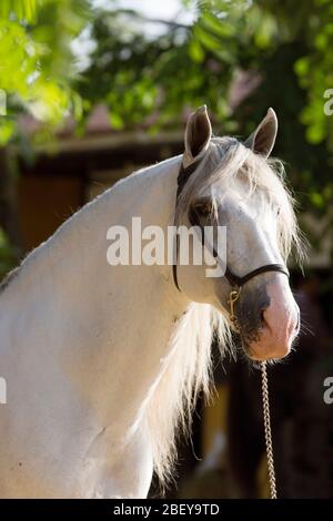 Beau portrait d'un cheval blanc espagnol avant un concours à Jerez Banque D'Images