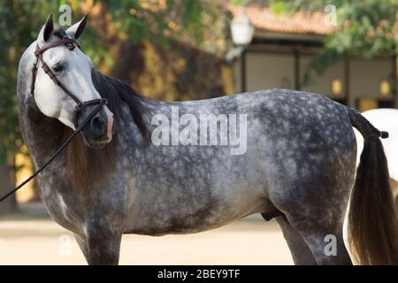 Beau portrait d'un cheval espagnol gris pomme à Jerez avant un concours Banque D'Images