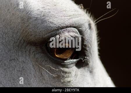 Gros plan portrait de l'œil d'un cheval espagnol blanc dans la boîte Banque D'Images