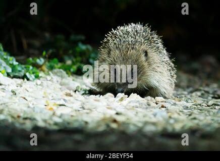 Un hérisson sauvage (erinaceus europaeus) se nourrissant la nuit dans un jardin du Warwickshire Banque D'Images