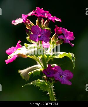 Fleurs violettes lumineuses d'honnêteté (Lunaria annua) Banque D'Images