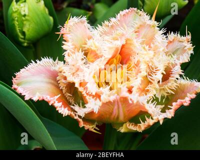 Tulipa hybrida Queensland tulipe en fleur au printemps Banque D'Images