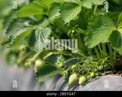 16 avril 2020, Rhénanie-du-Nord-Westphalie, Mülheim : petits et verts, les fruits de fraise de la ferme de Dümpten pendent sur leurs tiges. Malgré les grands tunnels à feuilles hautes températures, les fraises ne peuvent être récoltées que dans environ dix jours. Photo : Roland Weihrauch/dpa Banque D'Images