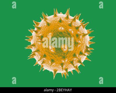illustration tridimensionnelle du pollen coloré provenant de fleurs, de plantes et d'arbres. Simulation d'images de microscope scientifique en style graphique, sur fond couleur. Banque D'Images