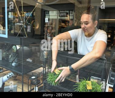 Wiesbaden, Allemagne. 16 avril 2020. Stephanie Grabski, employée de la boutique pour les accessoires et cadeaux à la maison 'dryneN' dans le centre ville de Wiesbaden, décorera la fenêtre de la boutique pour la réouverture. Hesse assouplie les règles strictes à partir du 20 avril 2020. Les magasins ayant une zone de vente de 800 mètres carrés qui ont été auparavant fermés en raison de la propagation du virus corona seront alors autorisés à rouvrir. Les concepts de protection avec des règles de distance et d'hygiène s'appliqueront également dans les magasins. Crédit: Arne Dedert/dpa/Alay Live News Banque D'Images