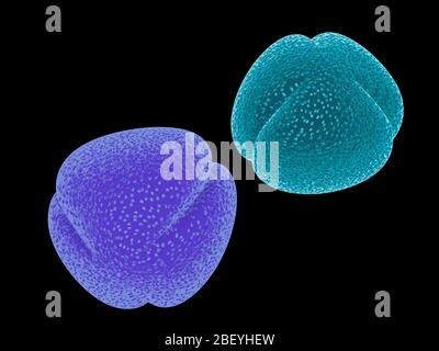 illustration tridimensionnelle du pollen coloré provenant de fleurs, de plantes et d'arbres. Simulation d'images de microscope scientifique, isolées sur fond noir. Banque D'Images