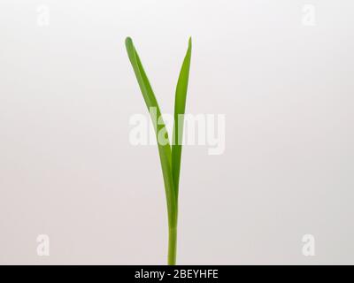 Gros plan sur une plantule isolée de maïs doux (Zea Mays, Monocotyledon), 6 jours après la plantation, Londres, Royaume-Uni. Banque D'Images