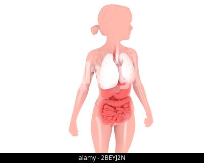 Illustration tridimensionnelle de l'anatomie interne d'une femme avec ses cheveux tirés vers l'arrière, montrant les systèmes respiratoires et digestifs. Banque D'Images