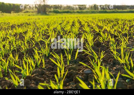 Jeunes pousses de Barley dans un champ au printemps. Perry Green, beaucoup Hadham, Hertfordshire. ROYAUME-UNI Banque D'Images