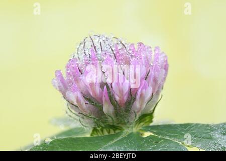 Le trèfle rouge, Trifolium pratense, et la rosée du matin Banque D'Images