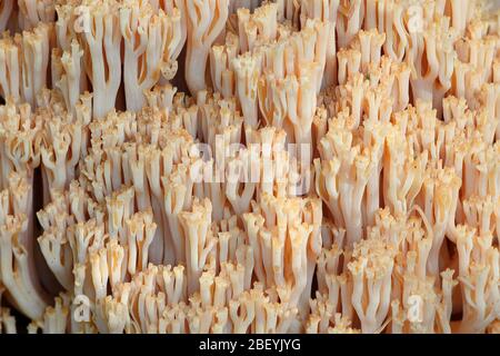 Ramaria boreimaxima, un champignon de corail sauvage de Finlande sans nom anglais commun Banque D'Images