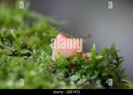 Sarcoscypha austriaca, connu sous le nom de scarlet elfcup Banque D'Images