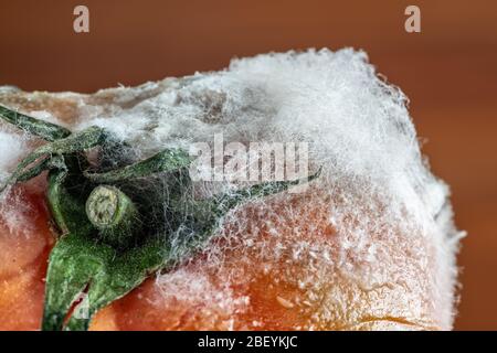 La tomate pourrie avec moisissure et champignons et mousse se ferme sur un fond sombre. Banque D'Images