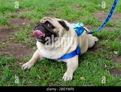 Wroclaw, Pologne - 8 septembre 2019: Défilé de chien Hau êtes-vous?: Chien de PUG est fatigué et soif. Le PUG s'est couche sur l'herbe après une longue promenade. Banque D'Images