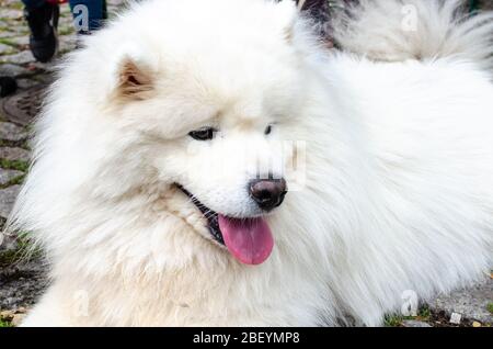 Wroclaw, Pologne - 8 septembre 2019: Défilé de chien Hau êtes-vous? Chien blanc magnifique samoyed. Gros plan. Banque D'Images