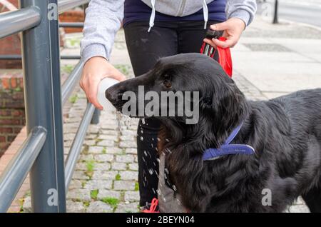 Wroclaw, Pologne - 8 septembre 2019: Défilé de chien Hau êtes-vous?: Le grand chien noir à poil long est fatigué et soif. Le propriétaire donne de l'eau à partir de l'embouteillage en plastique Banque D'Images