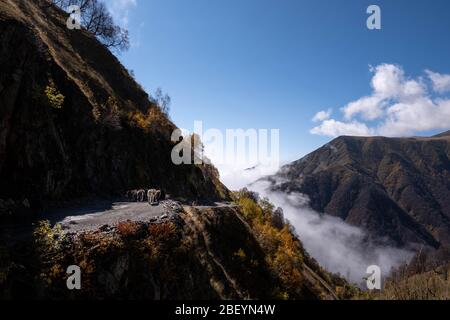 Caucase, Géorgie, région de Tusheti, Omalo. Un homme marche avec un troupeau de chevaux sur la route d'Omala - Tusheti Banque D'Images