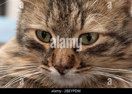 nez liquide brun rayé de chat, pus du nez Banque D'Images