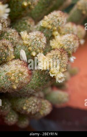 Mammillaria elongata tige avec fleurs jaunes Banque D'Images