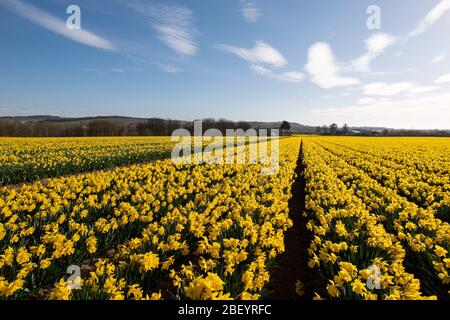 Montrose, Royaume-Uni. 16 avril 2020. Les champs de jonquilles près de Montrose, Angus, sont devenus une autre victime de la pandémie de coronavirus, au moment où le gouvernement écossais a donné des éclaircissements, il était tard pour choisir ces jonquilles . Crédit: Antonio Brecht Grist/Alay Live News Banque D'Images