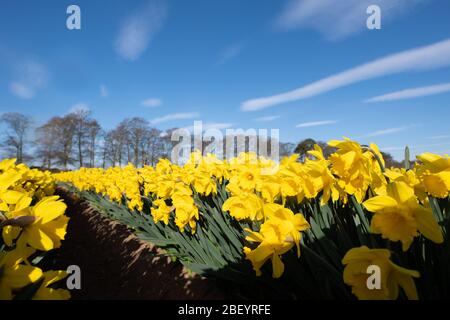 Montrose, Royaume-Uni. 16 avril 2020. Les champs de jonquilles près de Montrose, Angus, sont devenus une autre victime de la pandémie de coronavirus, au moment où le gouvernement écossais a donné des éclaircissements, il était tard pour choisir ces jonquilles . Crédit: Antonio Brecht Grist/Alay Live News Banque D'Images