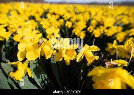 Montrose, Royaume-Uni. 16 avril 2020. Les champs de jonquilles près de Montrose, Angus, sont devenus une autre victime de la pandémie de coronavirus, au moment où le gouvernement écossais a donné des éclaircissements, il était tard pour choisir ces jonquilles . Crédit: Antonio Brecht Grist/Alay Live News Banque D'Images