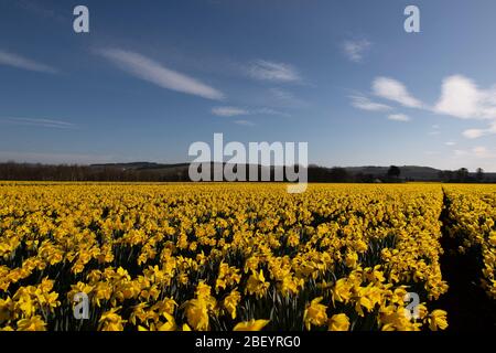 Montrose, Royaume-Uni. 16 avril 2020. Les champs de jonquilles près de Montrose, Angus, sont devenus une autre victime de la pandémie de coronavirus, au moment où le gouvernement écossais a donné des éclaircissements, il était tard pour choisir ces jonquilles . Crédit: Antonio Brecht Grist/Alay Live News Banque D'Images