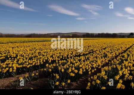 Montrose, Royaume-Uni. 16 avril 2020. Les champs de jonquilles près de Montrose, Angus, sont devenus une autre victime de la pandémie de coronavirus, au moment où le gouvernement écossais a donné des éclaircissements, il était tard pour choisir ces jonquilles . Crédit: Antonio Brecht Grist/Alay Live News Banque D'Images