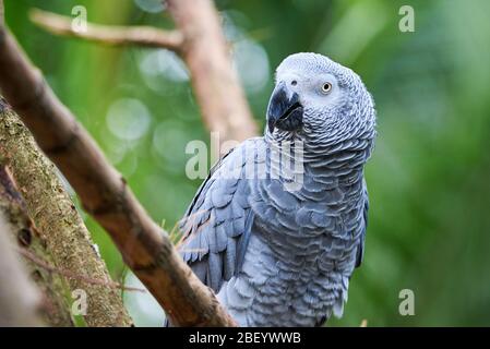 Perroquet gris (Psittacus erithacus) Congo perroquet gris africain Banque D'Images